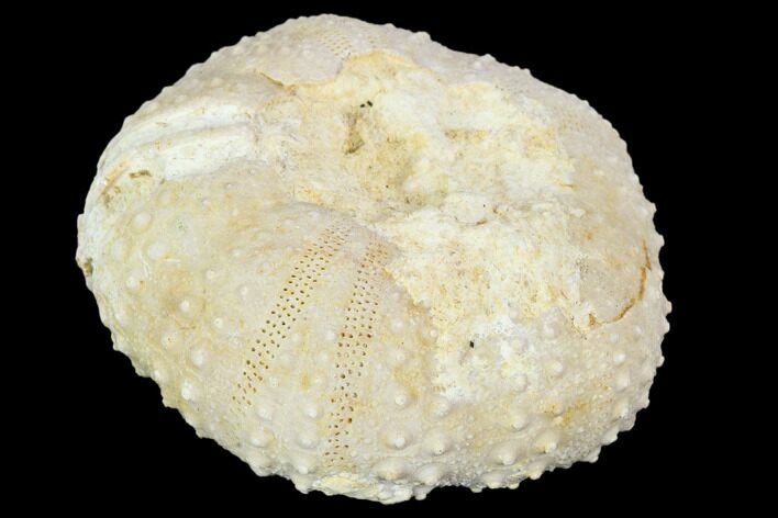 Fossil Sea Urchin (Tetragramma) - Morocco #104469